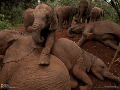 Tapeta National Geographic 226.jpg